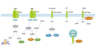 Membrane Transporter/Ion Channel Related Signaling Pathway